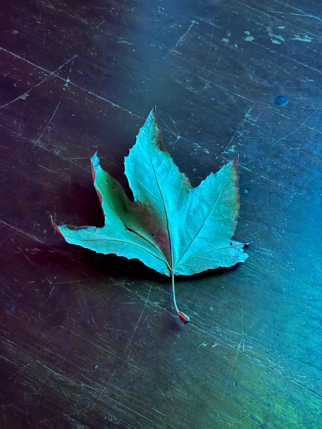 Wintery Leaf #NoFilter